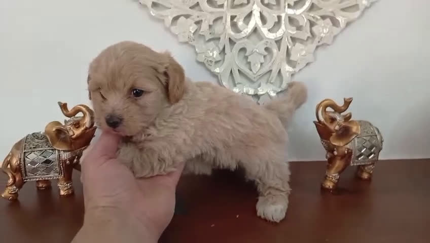 Maltipoo perros en venta: Hembra Maltipoo  - Video 1