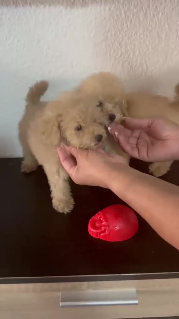 Caniche Toy perros en venta: Ultimas 2 hembras de caniche toy apricot!! - Video 1