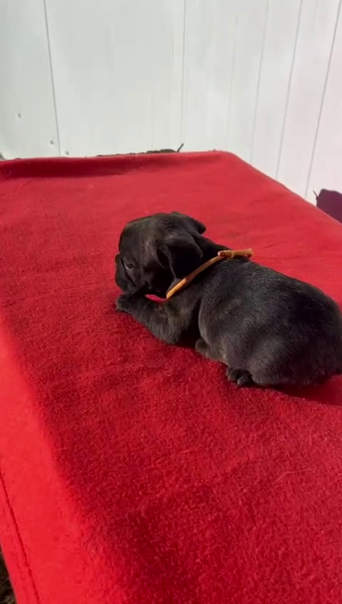 Bulldog Francés perros en venta: Bulldog francés hembra  - Video 1