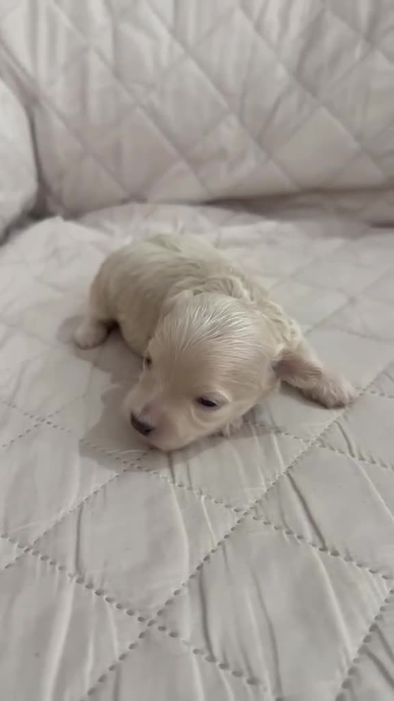 Maltipoo perros en venta: Maltipoo hembra - Video 1