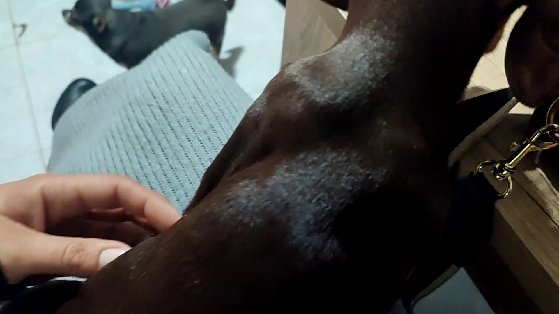 Teckel perros en venta: Teckel kaniche precio real - Video 1