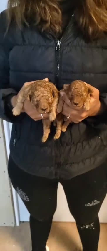 Caniche Toy perros en venta: Caniche rojo toy - Video 3