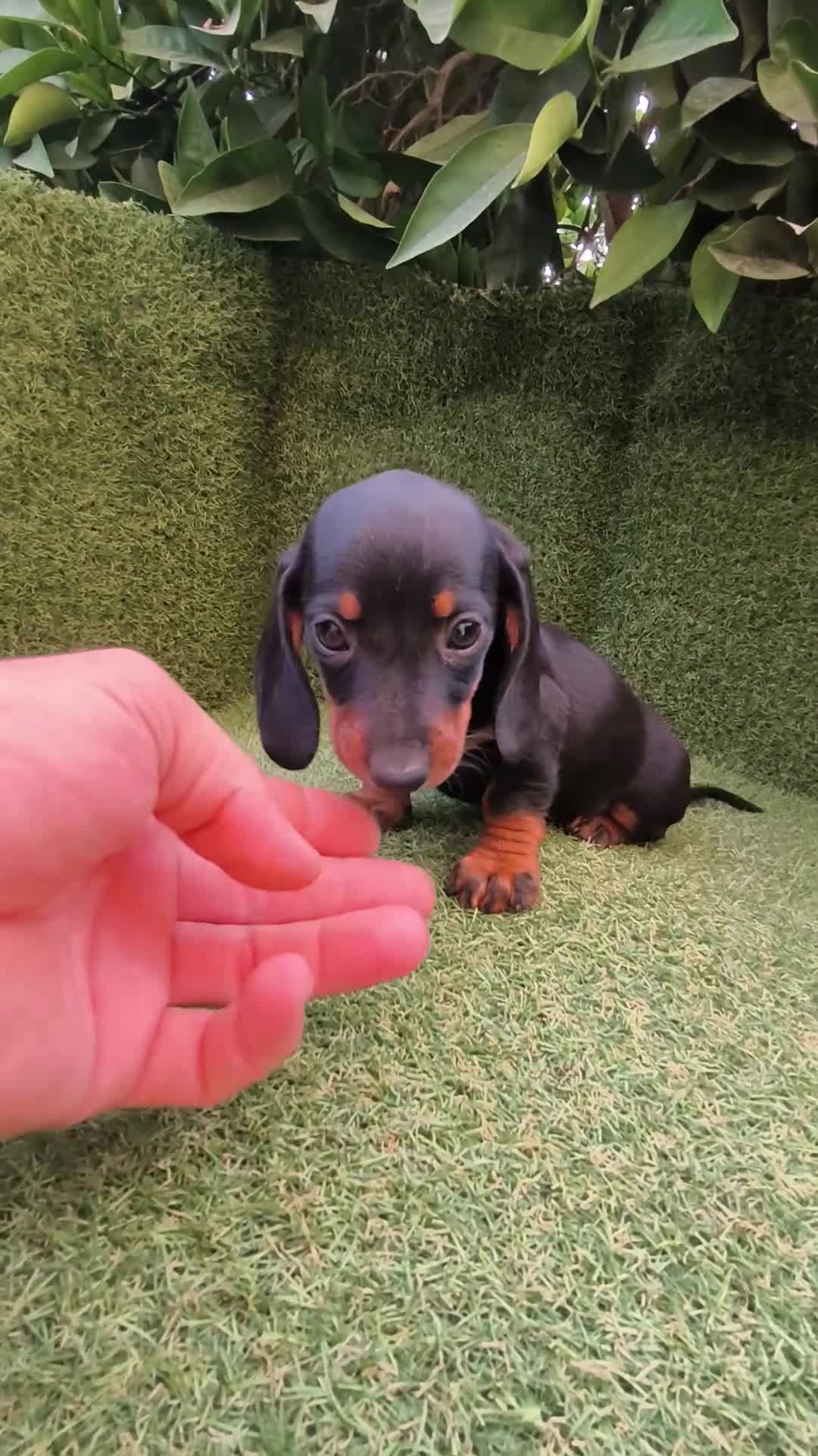 Teckel Miniatura perros en venta: teckel miniatura negro fuego machos y hembras  - Video 2