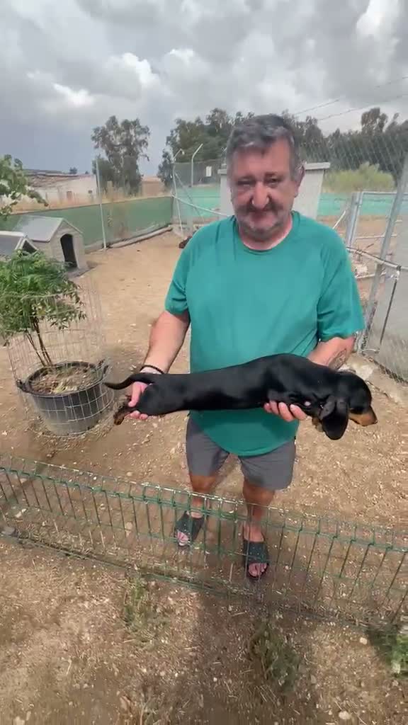 Teckel Miniatura perros en venta: TECKEL MINIATURA CACHORRO - Video 1
