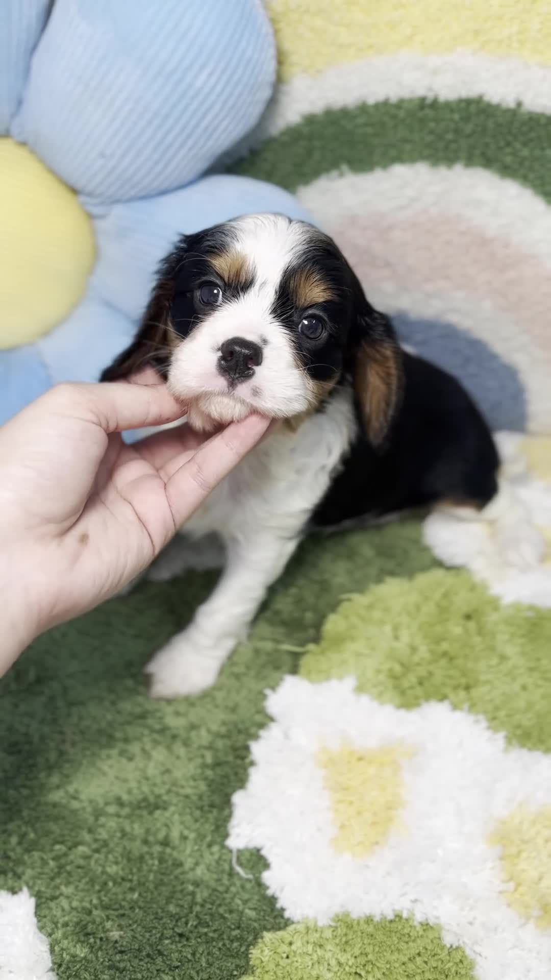 Cavalier King Charles Spaniel perros en venta: Cavalier King Charles Tricolor - Video 1
