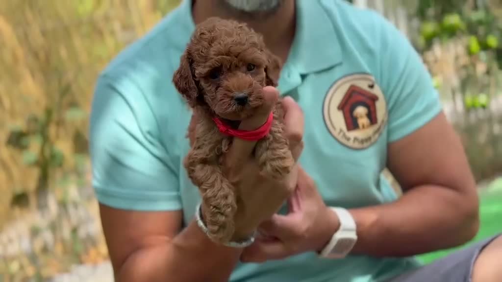 Caniche Toy perros en venta: Caniches - Video 1
