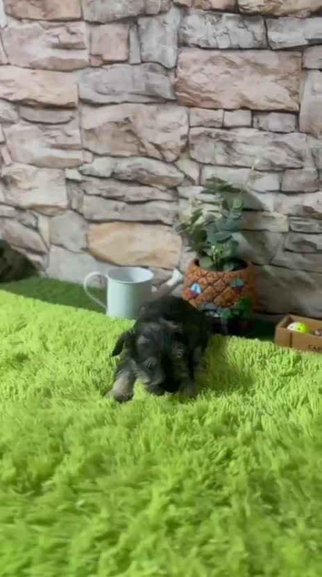 Schnauzer Miniatura perros en venta: CACHORRITOS SCHNAUZER MINIATURA - Video 1