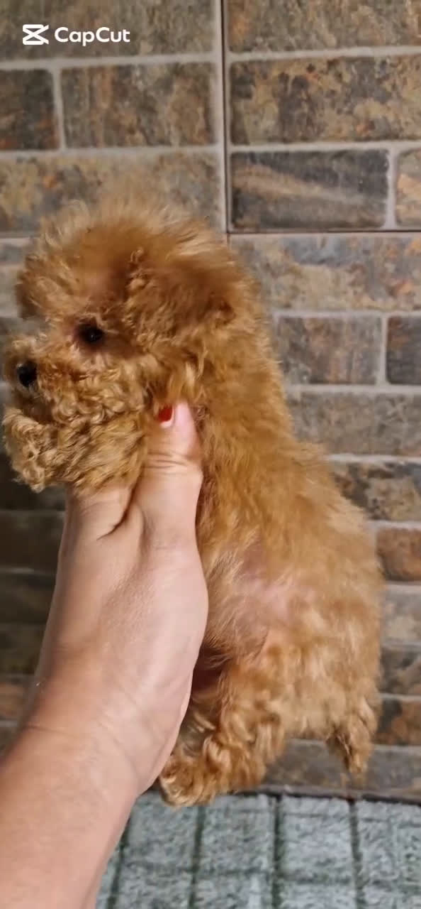 Caniche Toy perros en venta: HEMBRA CANICHE MICRO/TEA CUP - Video 1