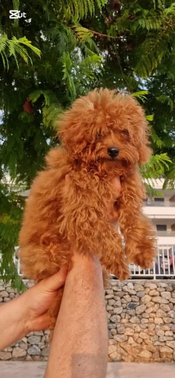 Caniche Toy perros en venta: Espectacular MACHO TOY 50% LINEA ASIATICA  - Video 1
