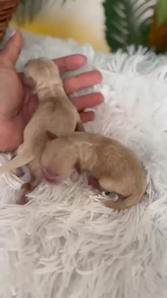 Maltipoo perros en venta: MALTIPOO HEMBRA TOY - Video 1
