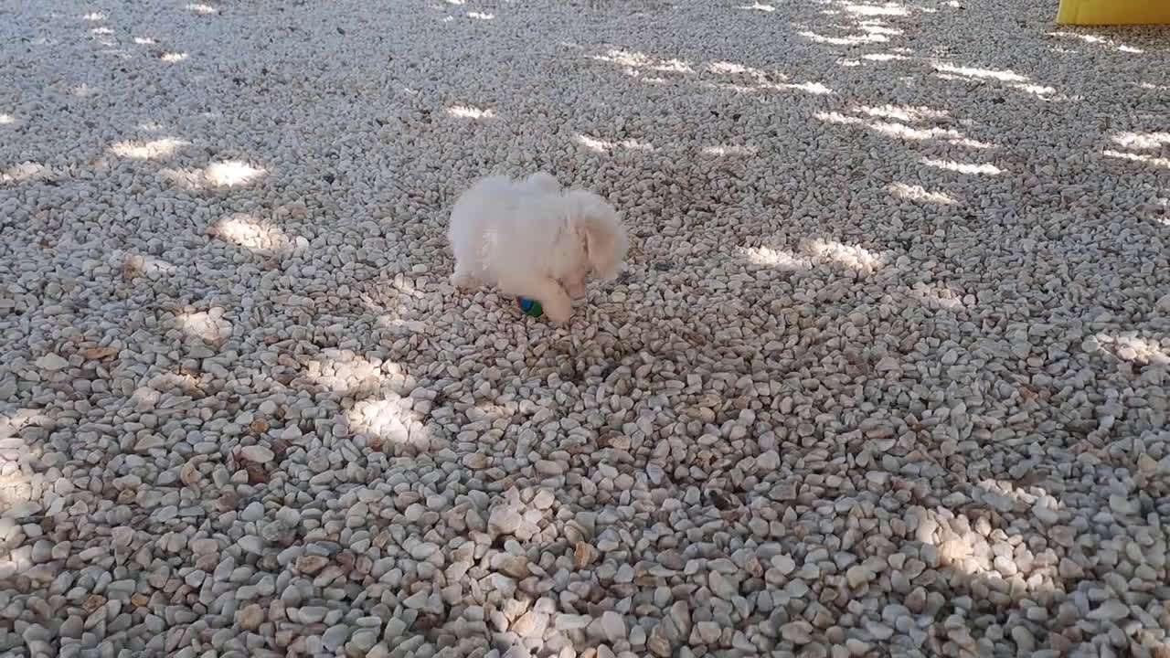 Bichón Maltés perros en venta: Cachorrito Bichon Maltes Toy  - Video 1