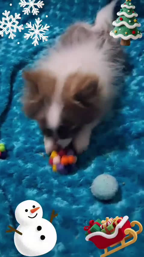 Pomchi perros en venta: Pomchi macho chocolate y blanco ya en muda de pelo - Video 1