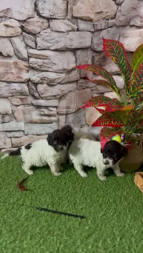 Perro de Agua Español perros en venta: PERRO DE AGUA ESPAÑOL - Video 2