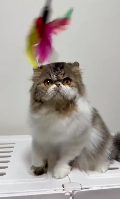 Persa gatos en venta: Hembra persa 2 meses - Video 1