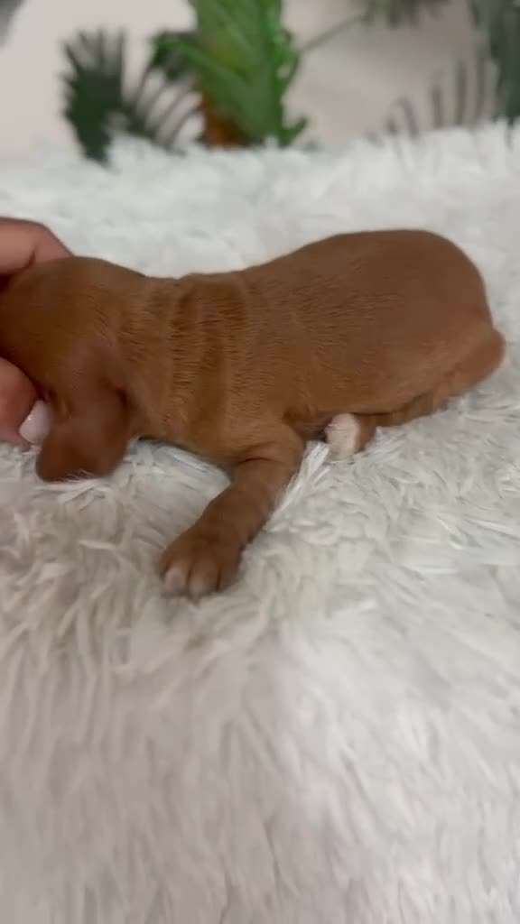Cocker Spaniel Inglés perros en venta: COCKER SPANIEL INGLÉS  - Video 1