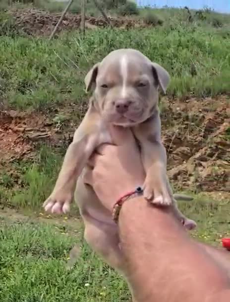 American Bully perros en venta: American Bully - Video 3
