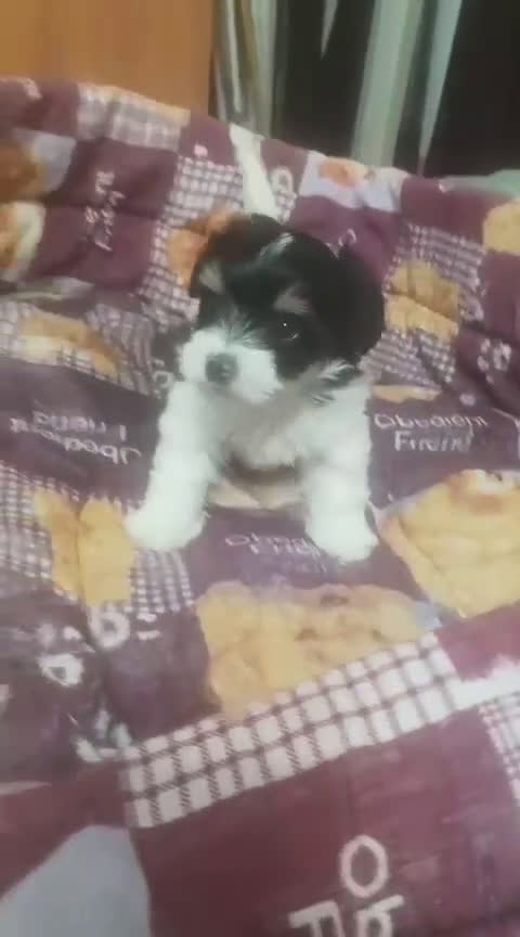 Biewer Yorkshire Terrier a la Pom Pon perros en venta: Yorkshire Biewer macho y hembra  - Video 1