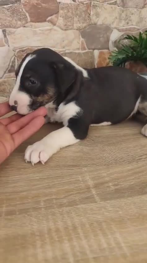 Bull Terrier perros en venta: Bull terrier tricolor en Toledo - Video 2