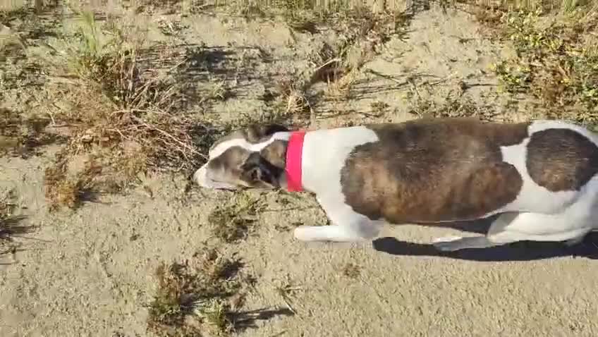 Whippet perros en venta: WHIPPET ADULTA - Video 1