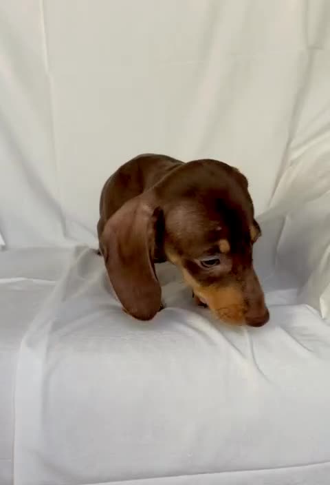 Teckel perros en venta: Camada de Teckel - Video 3