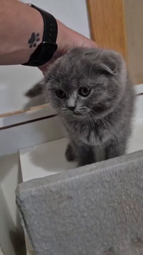 Scottish Fold gatos en venta: Scottish fold Blue Macho precioso disponible  - Video 1