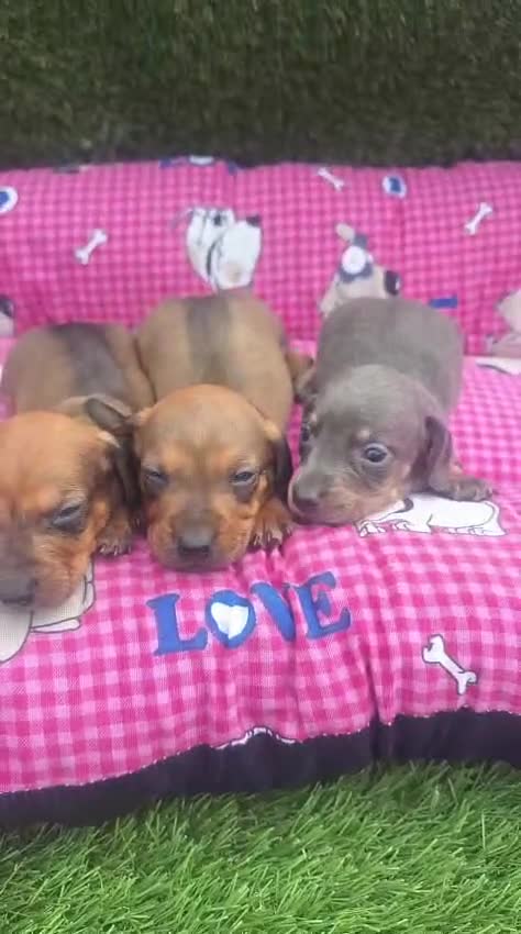 Teckel Miniatura perros en venta: Teckel kanichen Machos color oja seca  - Video 2