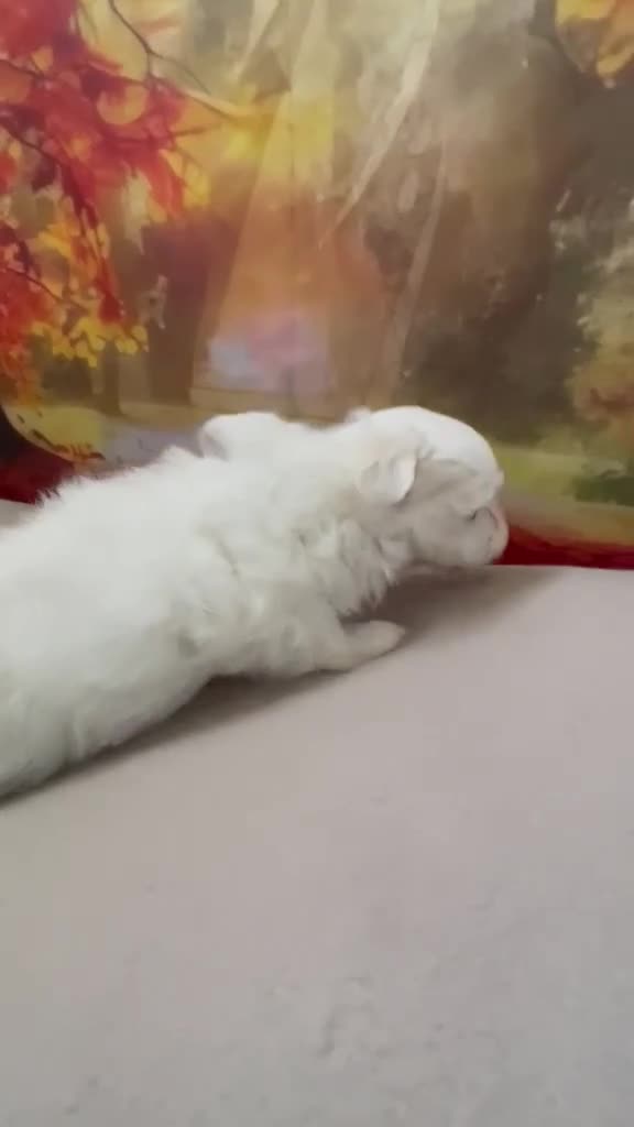 Bichón Maltés perros en venta: Bichon Maltés Macho !!! - Video 2