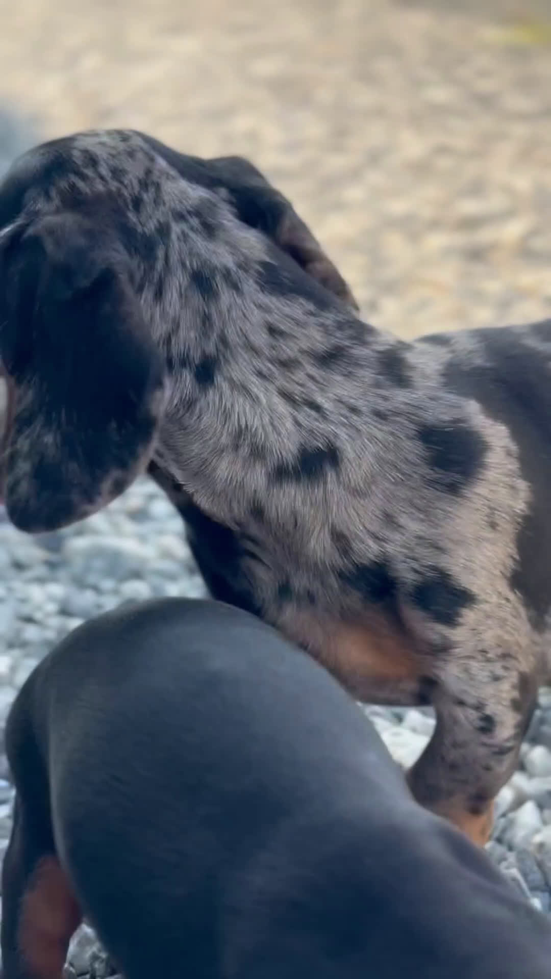 Teckel Miniatura perros en venta: ✨ Teckel miniatura · 🐶 Gregorio - Video 1
