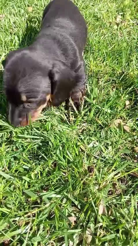 Teckel Miniatura perros en venta: Teckel Negro Fuego  - Video 1