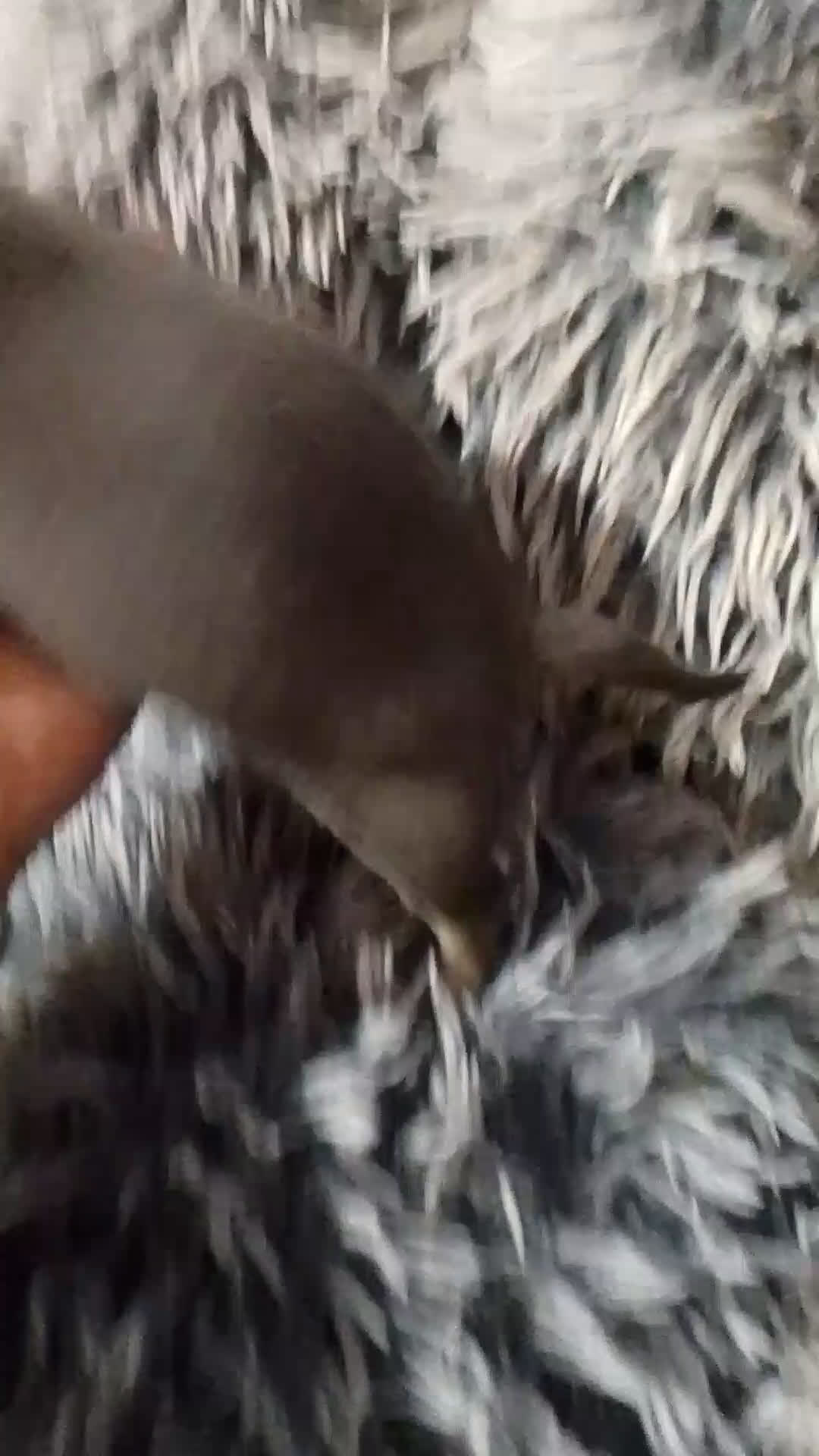 Chihuahua perros en venta: Hembra de chihuahua azul tang - Video 1