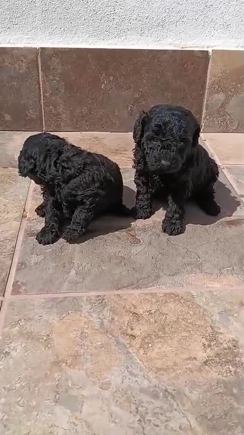 Caniche Toy perros en venta: Caniches toy negras - Video 1