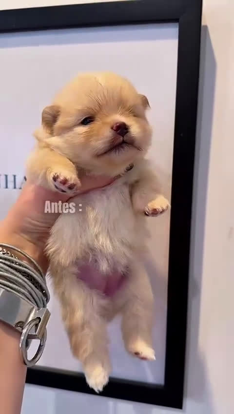Pomerania perros en venta: Cachorro de Pomerania  - Video 3