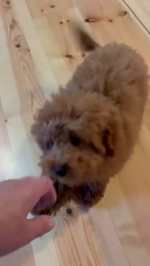 Caniche Mediano perros en venta: 🐾Precioso caniche rojo macho🐶 - Video 1