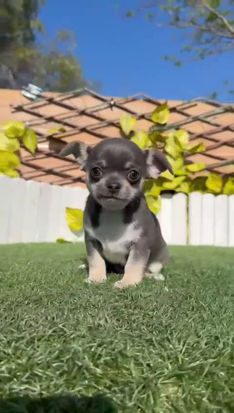 Chihuahua perros en venta: CHIHUAHUA - Video 1