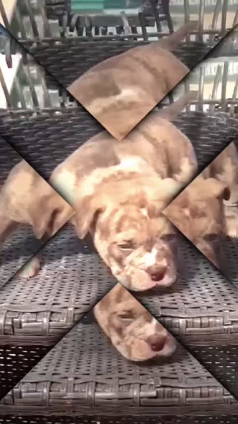 American Bully perros en venta: American Bully Merle en Illes Balears - Video 1
