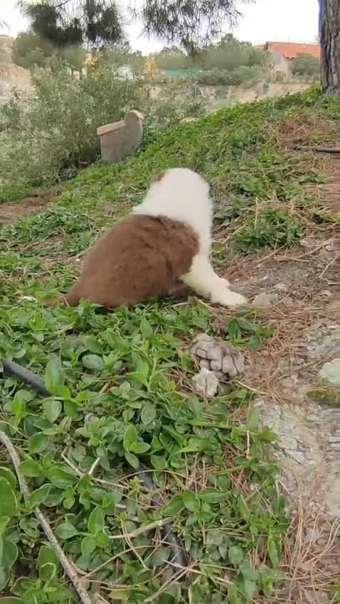 Pastor Australiano perros en venta: CACHORROS PASTOR AUSTRALIANO - Video 3