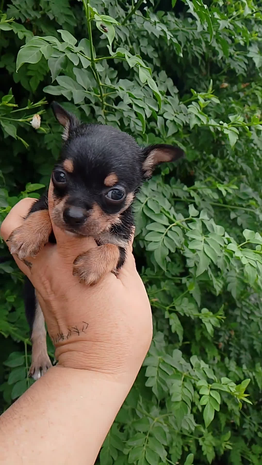 Chihuahua perros en venta: Camada para reservar  - Video 3