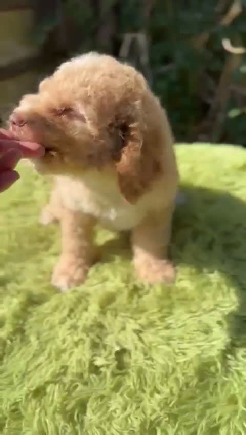 Perro de Agua Español perros en venta: Pdae de ojos verdes   - Video 1