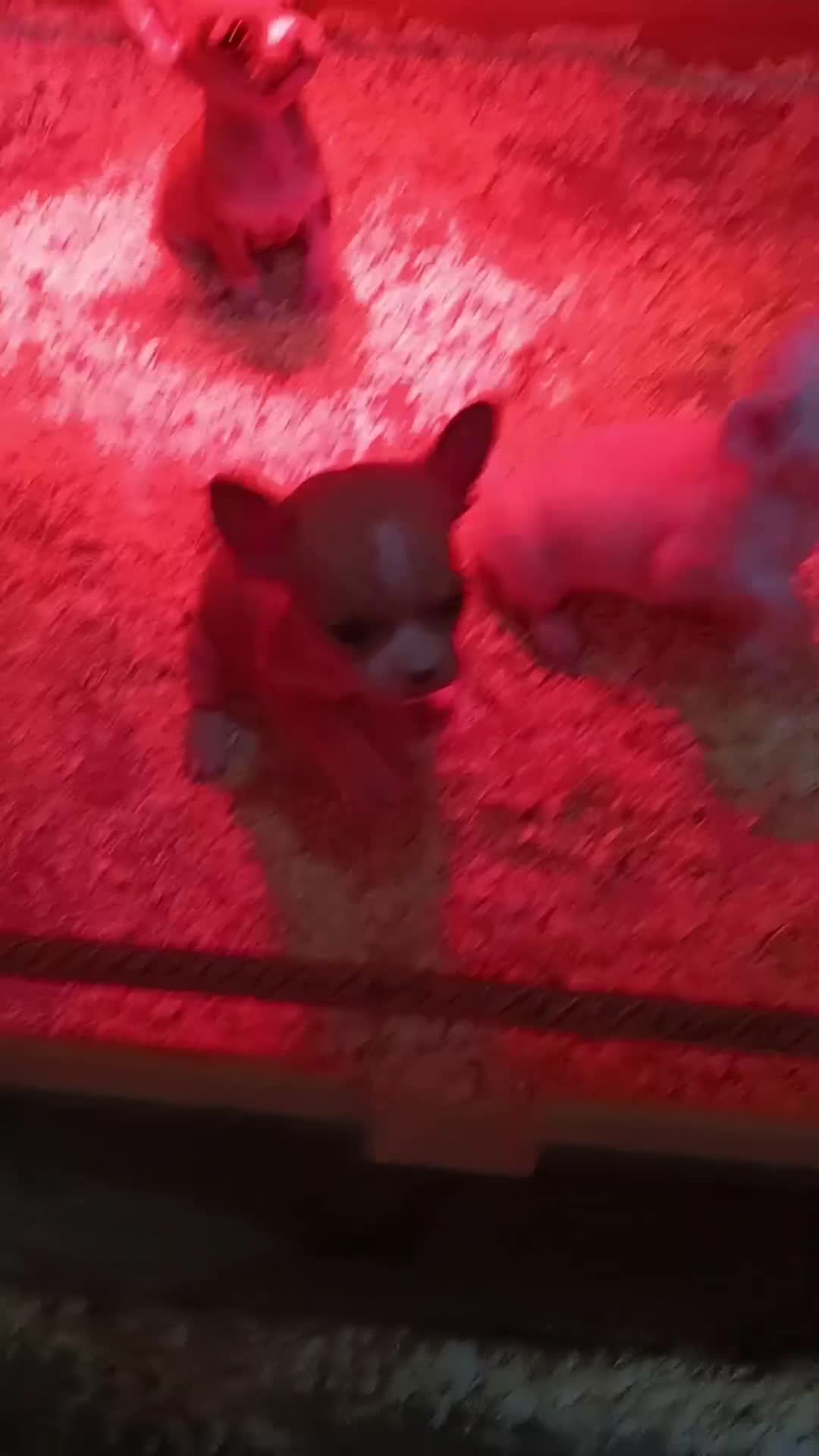 Chihuahua perros en venta: Chihuahua toy - Video 5