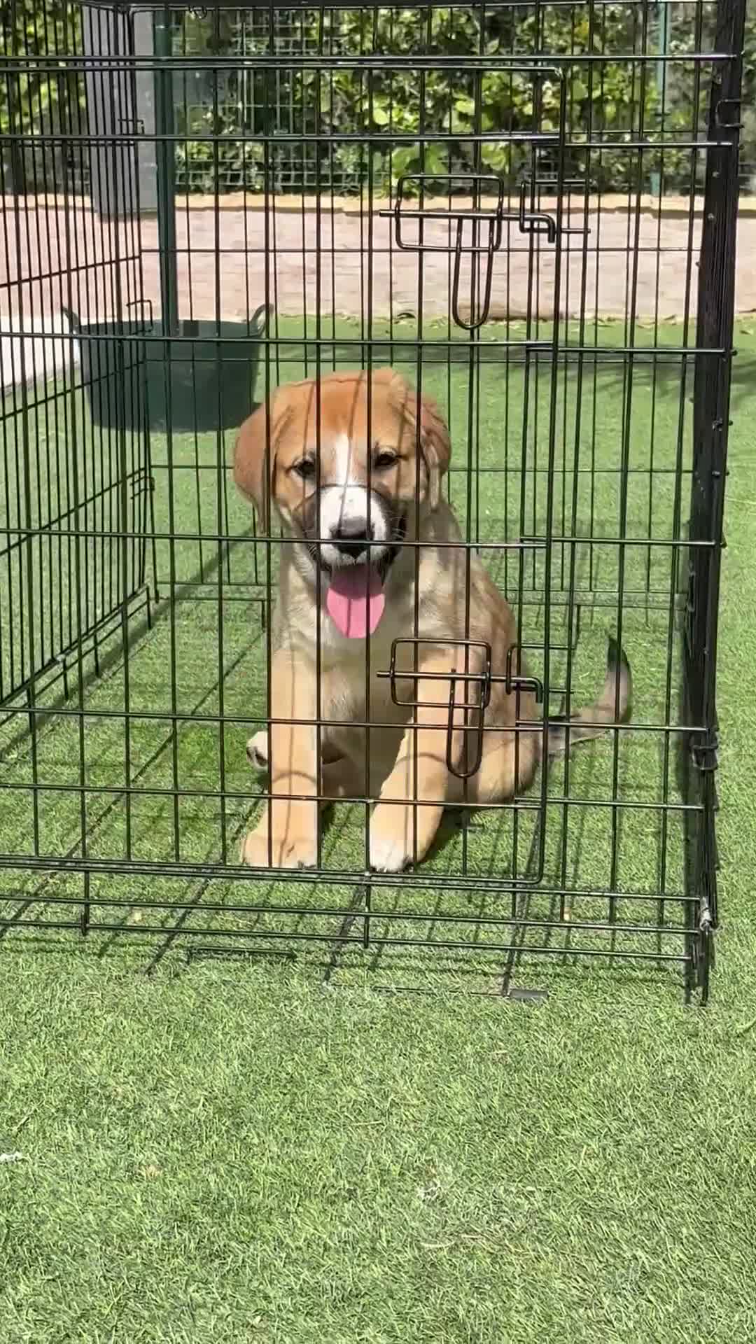 Pastor de Asia Central perros en venta: Hembra de Alabai  - Video 1