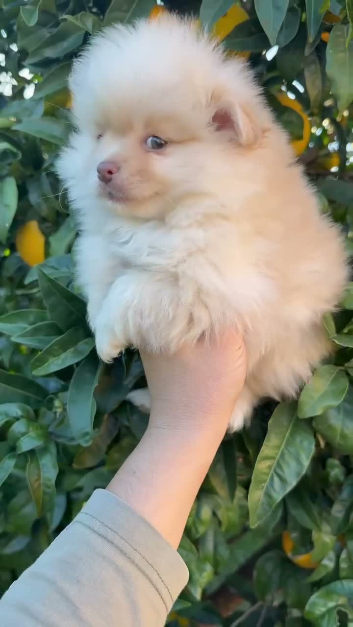 Pomerania perros en venta: Pomerania - Video 2