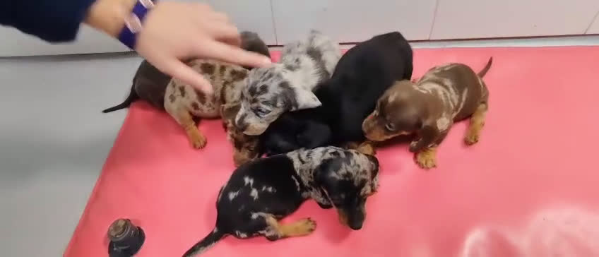 Teckel Miniatura perros en venta: Teckel Arlequin Miniatura Macho - Video 2