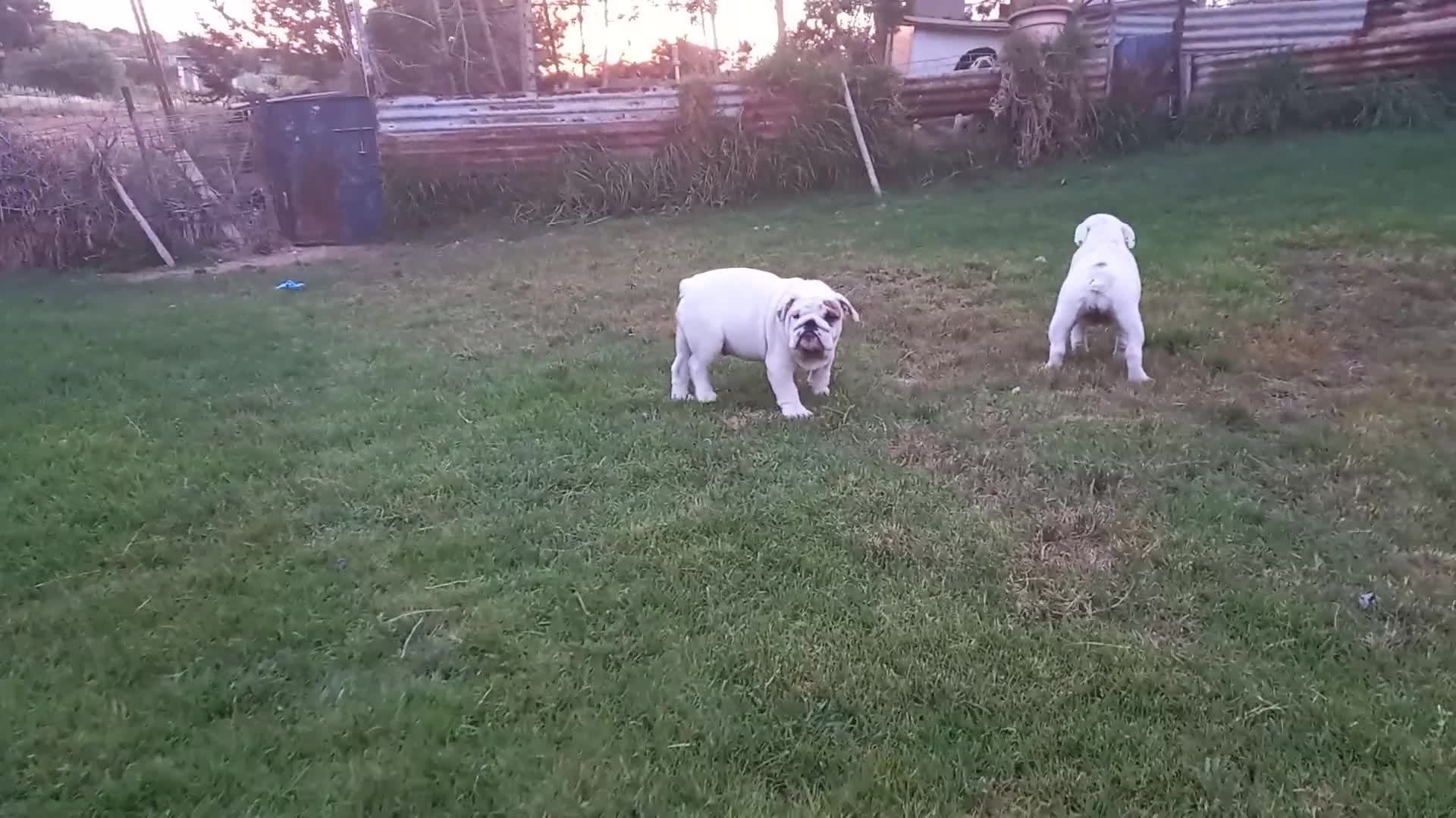 Bulldog Inglés perros en venta: Cachorro bulldog ingles  - Video 1