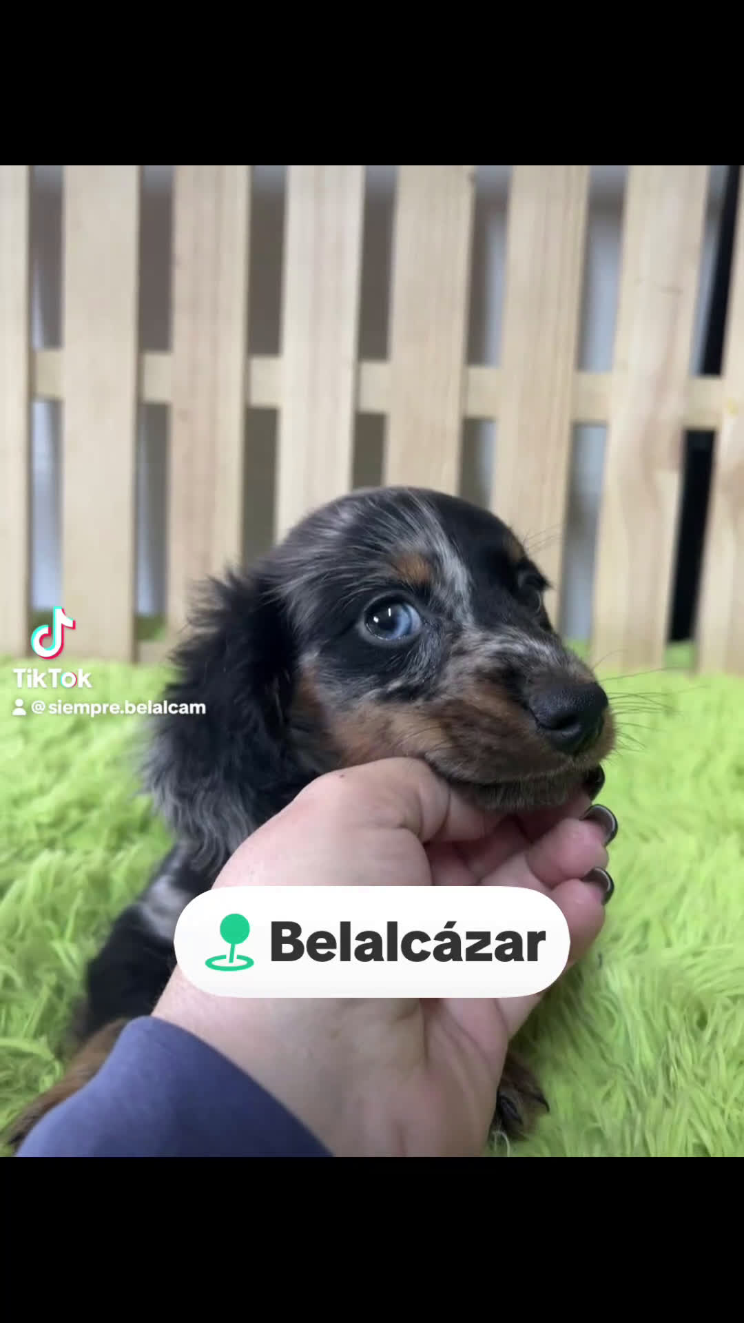 Teckel Miniatura perros en venta: Teckel mini pl  - Video 1