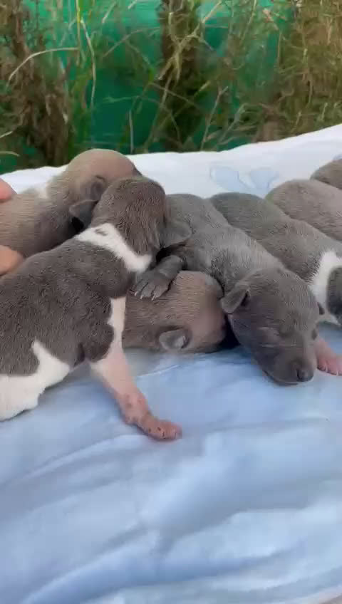 Whippet perros en venta: Nueva camada WHIPPET BLUE - Video 1