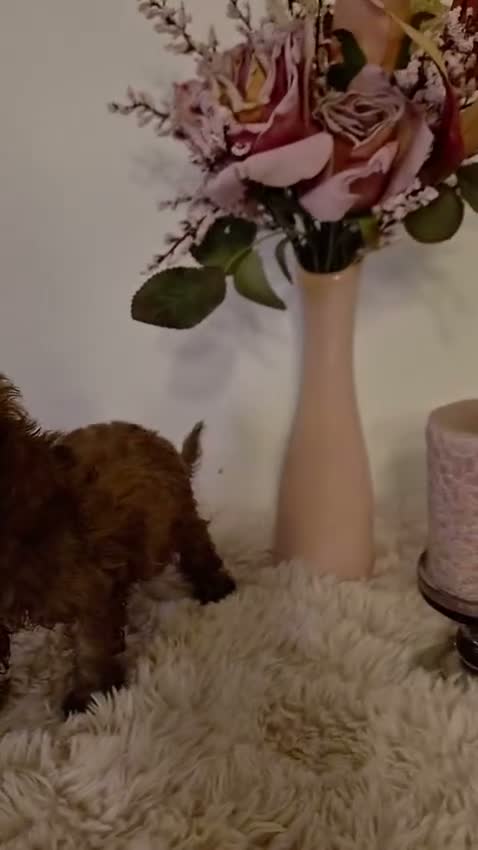 Caniche Toy perros en venta: Caniche toy roja - Video 1