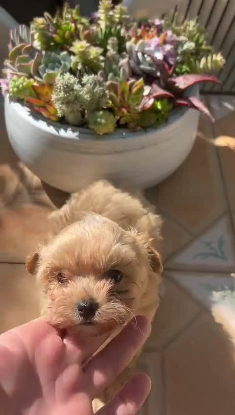Maltipoo perros en venta: Maltipoo, machos y hembras  en Granada - Video 2