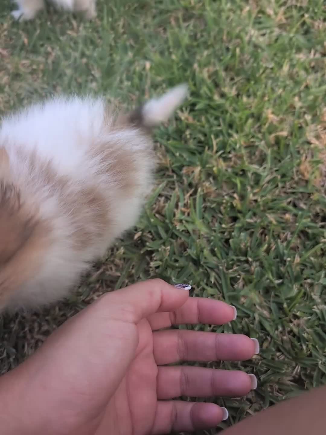 Pomerania perros en venta: Pomerania cariñosa - Video 1