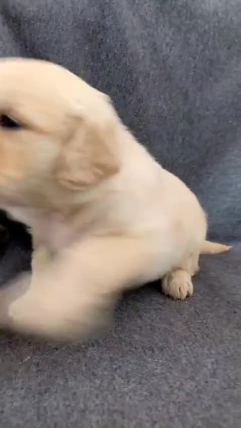 Golden Retriever perros en venta: Preciosos cachorros de golden retriever - Video 1