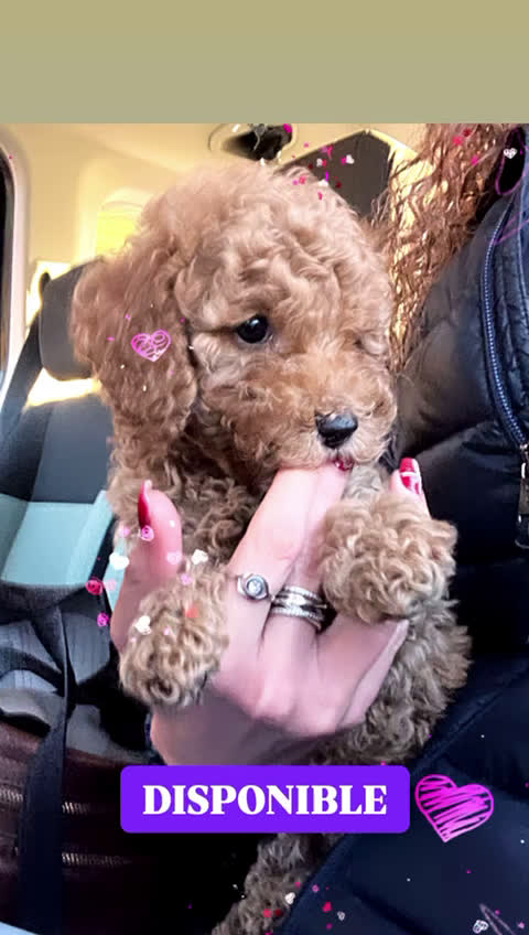 Caniche Toy perros en venta: Caniches en Barcelona - Video 1